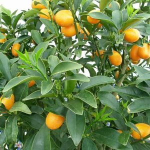 Kumquat ovale – Nagami