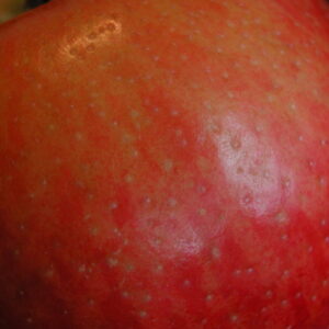 Pommier Nationale – longue garde