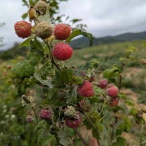 Framboisier Mailing Promise