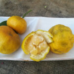 Mandarine Keraji
