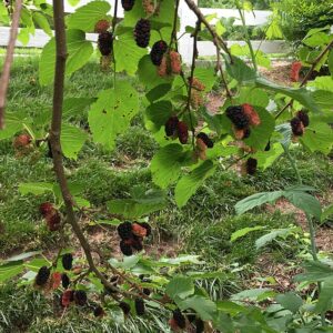 Mûrier Illinois Everbearing (Morus alba × Morus rubra)