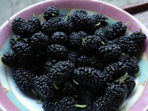 Mûrier Kim – Morus alba