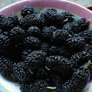 Mûrier Multicaule (Morus alba) – Fruits noirs sucrés, forme cépée