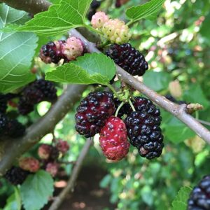 Mûrier du Kazakhstan – Morus alba sélection rustique