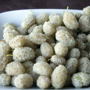 Mûrier Lavendel– Morus alba