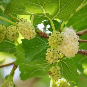 Mûrier Alesia – Morus alba (Mûrier blanc)