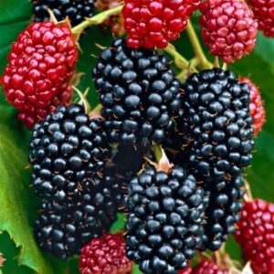 Murier sans épines « chester » (gros sujet)