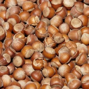 Noisetier Nottingham