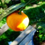 Mandarinier Satsuma Okitsu