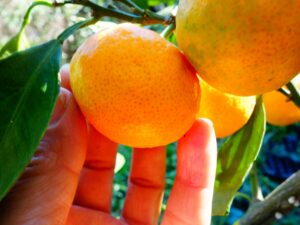 Mandarinier Satsuma Owari
