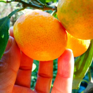 Mandarinier Satsuma Okitsu