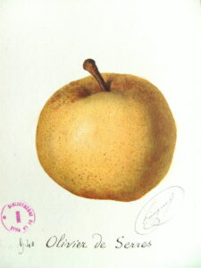Poirier Olivier des Serres