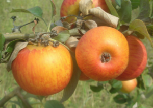 Pommier Orangette – de garde