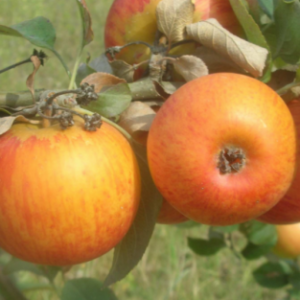 Pommier Orangette – de garde