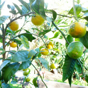 Mandarinier Satsuma Silverhill