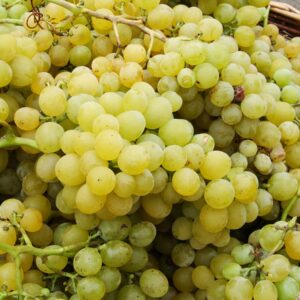 Vigne résistante Palatina / SO4 (2ans)