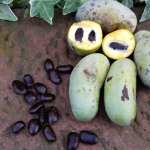 Asiminier de semis Az (10/30cm en motte)