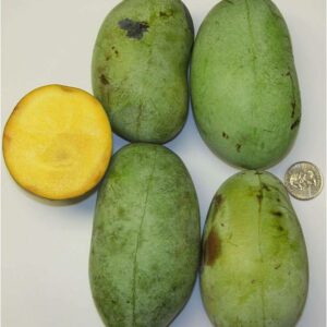 Asiminier de semis overleese 2 ans (15/30 cm en motte)