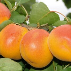 Abricotier précoce de saumur