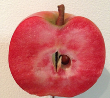 Pommier Pekačervená