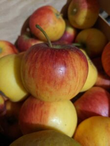 Pommier Pirouette – Rubinstep
