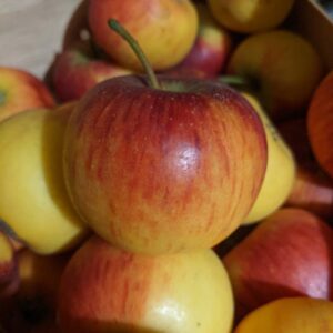 Pommier Pirouette – Rubinstep