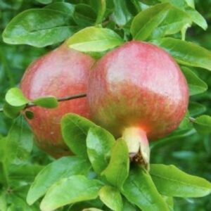 Grenadier Fina Tendral