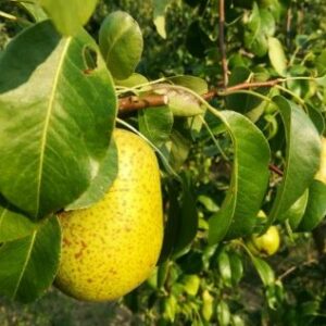 Poirier Duchesse d’Angoulême