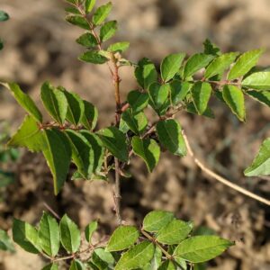 Poivrier du sichuan semis de 2 ans