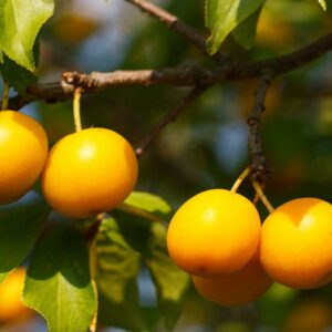 Prunier Sainte Catherine