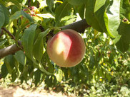 Pêcher Reine des vergers