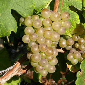 Vigne résistante Garanth / So4 (2ans)