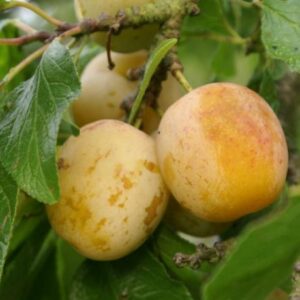 Prunier Reine-Claude hâtive