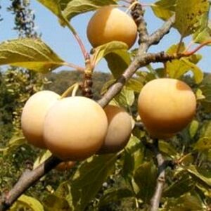 Prunier Reine-Claude Verte/Dorée