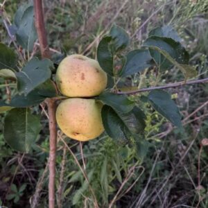 Pommier Pomme Jaune-Verte