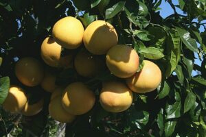 Pomelo Rio Red