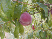 Pêcher Roussane royale