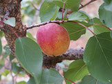 Abricotier Rouge du Roussillon