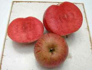 Pommier Rubaiyat – chair rouge