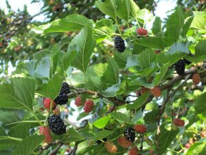 Mûrier Rupp’s Romanian – Morus alba| Fruits doux & parfumés