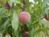 Pêcher Sanguine St Laurent