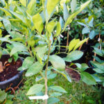 Mandarinier Satsuma Okitsu