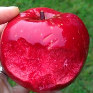 Pommier Scarlet Surprise