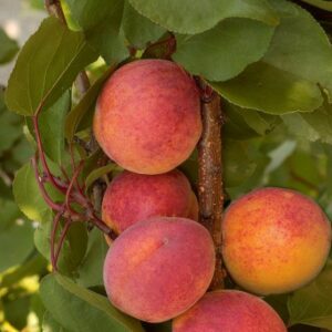 Abricotier Tardif de bourdaneil