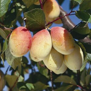 Prunier Thames Cross