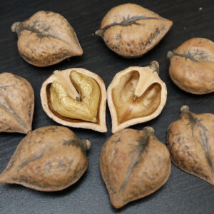 Noyer du Japon (Noyer de coeur) BIO