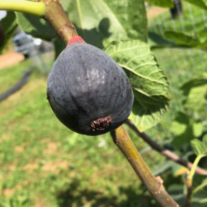 Figuier Violette de Malatrait