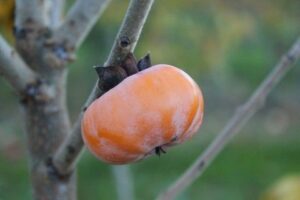 Kaki O’Gosho – kaki pomme