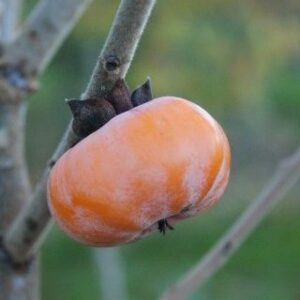 Kaki NC 10 – très précoce