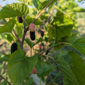 Mûrier Wellington (Morus rubra × Morus alba)